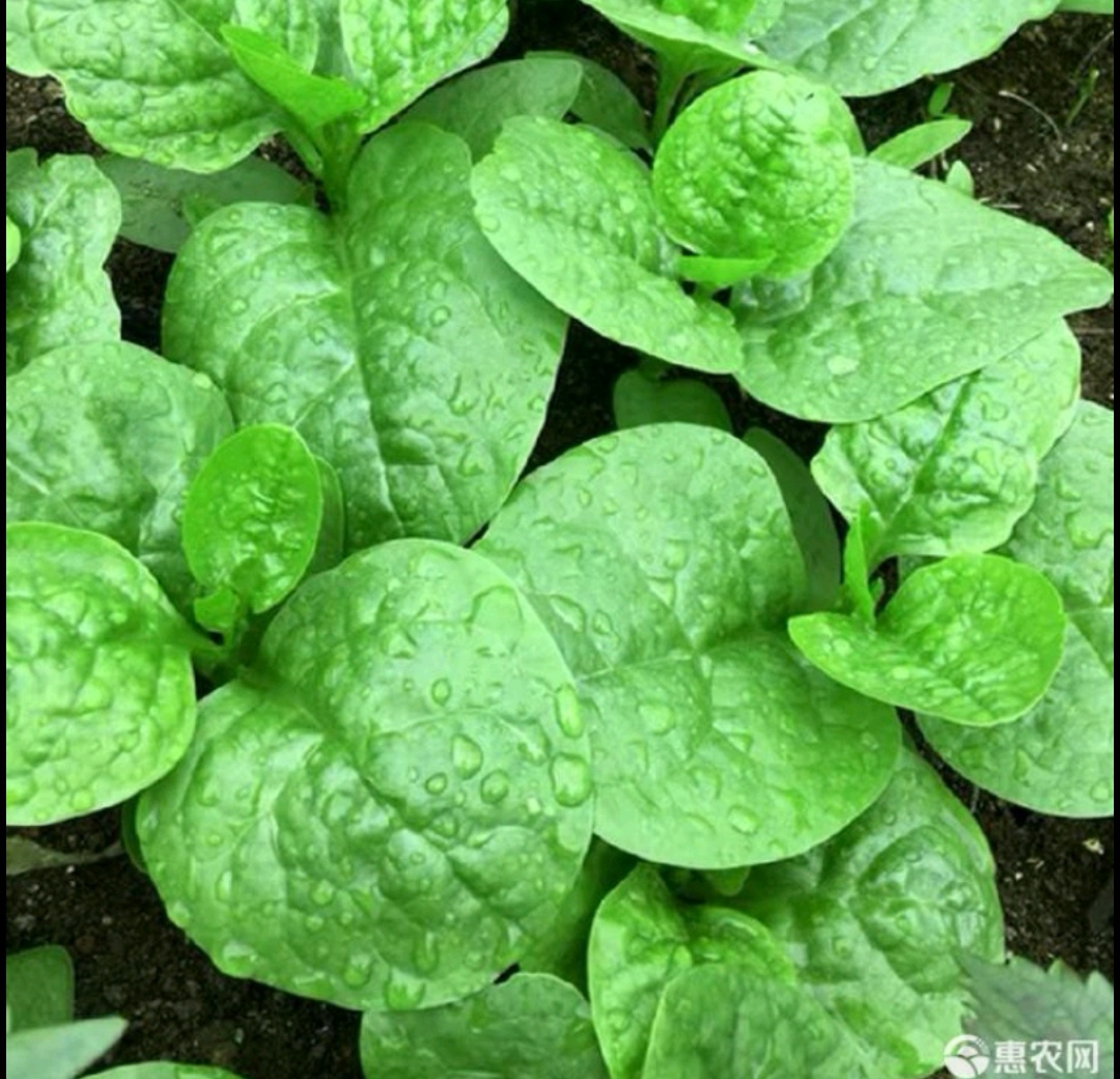 木耳菜种子大叶木耳菜种子四季播种阳台盆栽蔬菜种子