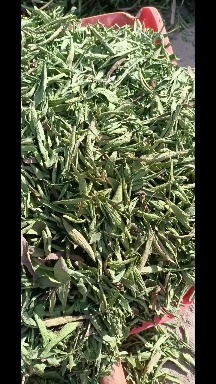 酒泉甘肃酒泉，甜叶菊生产基地，产品颜色绿，水份干，含量高，农残低