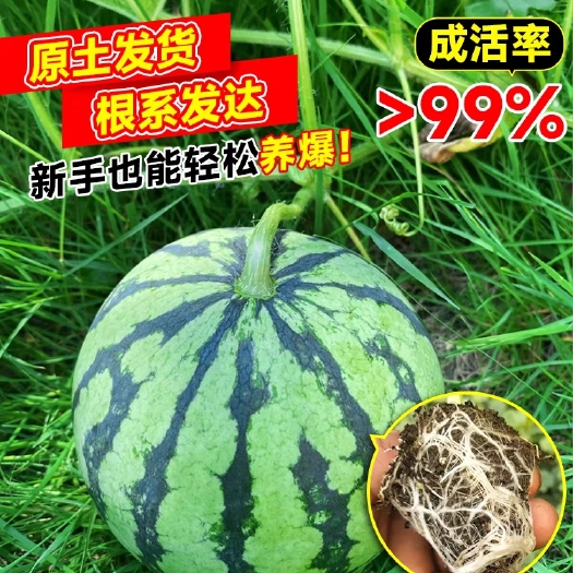 宿州8424西瓜苗顺丰包邮成交额破万基地直接发货量大从优
