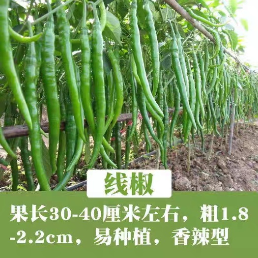 线椒苗顺丰包邮成交额破万基地直接发货量大从优专注品牌