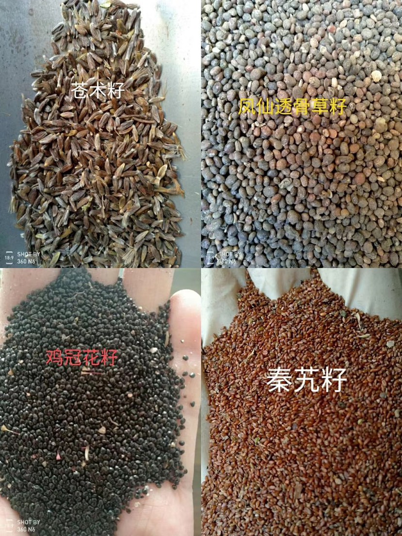 大黄种子纯新包发芽提供种植技术