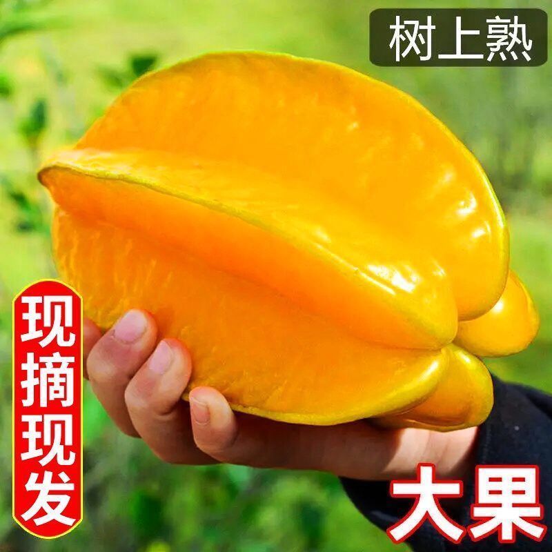 连江县清火水果甜杨桃新鲜杨桃水果新鲜黄金杨桃应季水果包邮