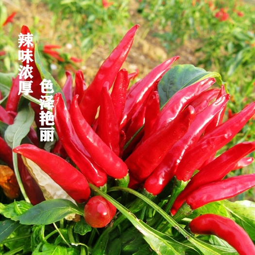 宿州朝天椒苗顺丰包邮成交额破万基地直接发货量大从优专注品牌