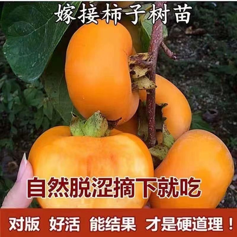 阳丰甜柿 日本脆甜柿 无核脆柿直接可吃水果柿子 现挖保湿发货