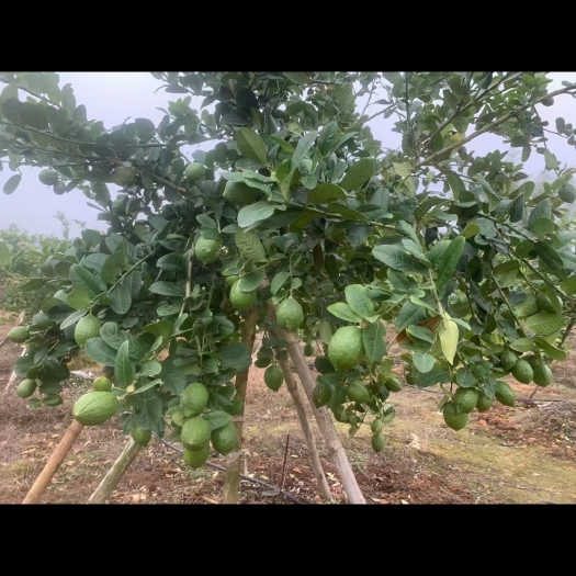 广州广东无子香水柠檬