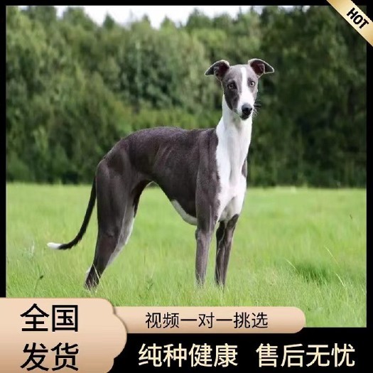 郓城县灵缇犬格力犬格惠犬惠比特犬猎兔犬养殖幼犬意大利小灵缇热卖猎犬