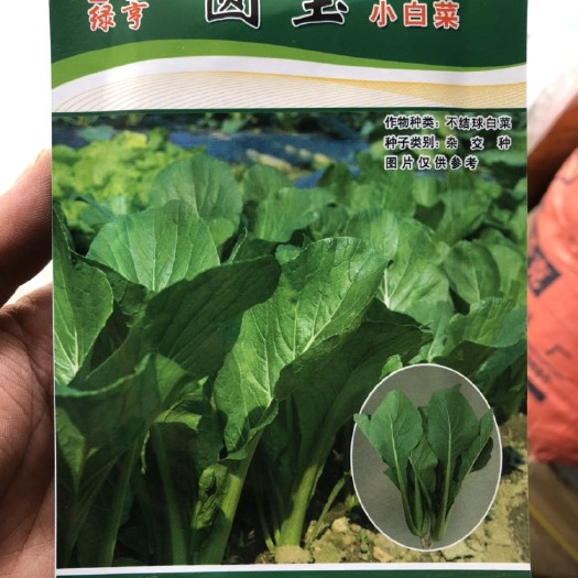 遂溪县圆宝小白菜种子