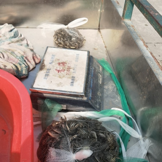 当涂县蟹苗减价了11
