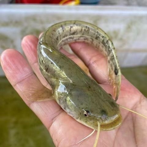 广州鲶鱼苗  南方大口鲶鱼叉口鲶鱼