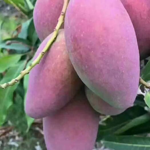 灵山县红贵妃芒果苗。