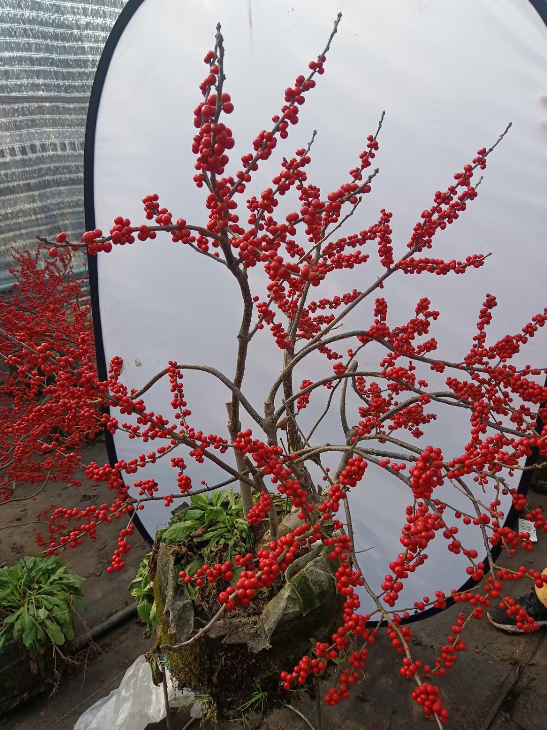 地栽北美冬青，2年生3年生北美冬青