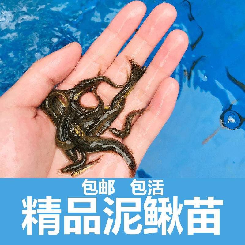南宁泥鳅鱼苗，塘角鱼苗，埃及鱼苗，都适合高位池养殖。
