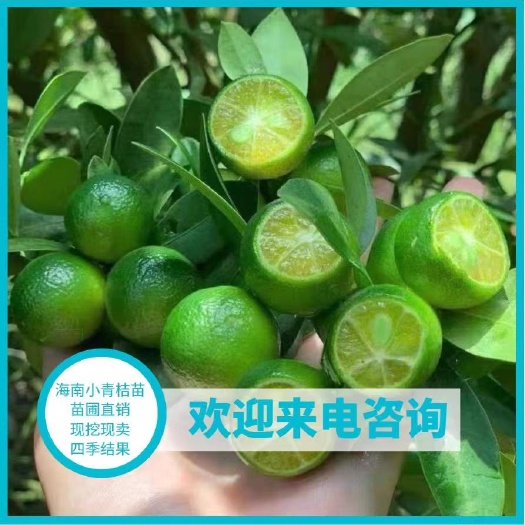 灵山县海南青金桔柠檬树嫁接苗小青桔苗室内盆栽南北方种植四季结果树苗
