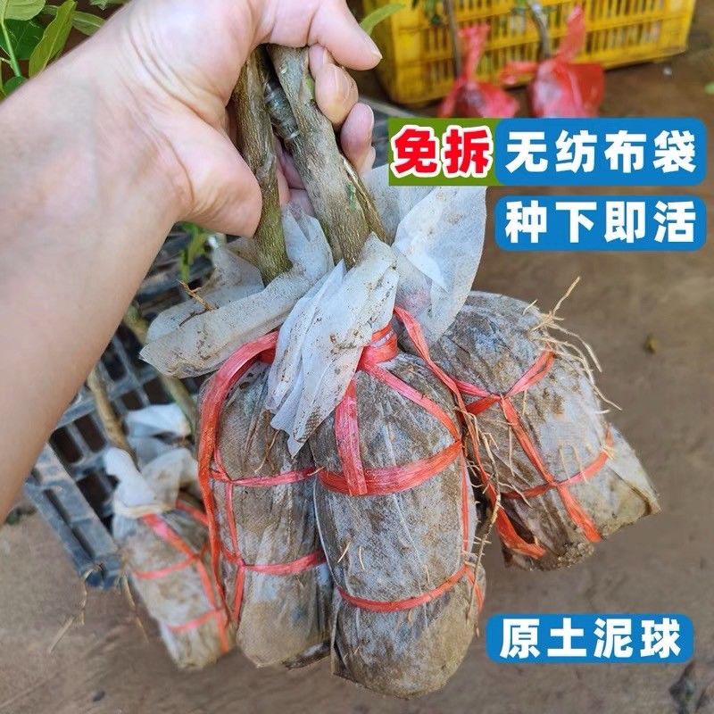 四季结果香水柠檬苗盆栽地栽果树苗南北方种植水果苗绿植花卉庭院