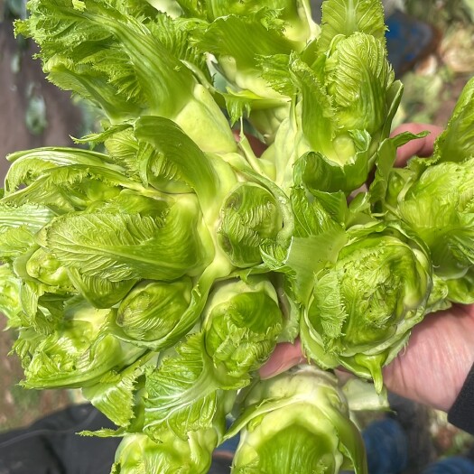 重庆市重庆铜梁的儿菜，个大，没空心，极个别红头。