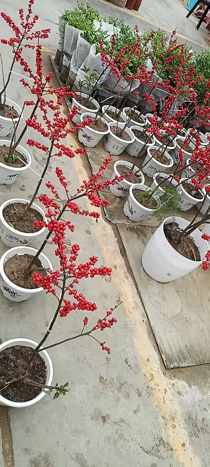 地栽北美冬青，2年生3年生北美冬青