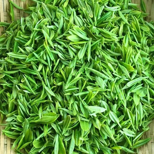 毛尖2023新茶毛尖绿茶春茶新茶浓香型嫩芽茶叶
