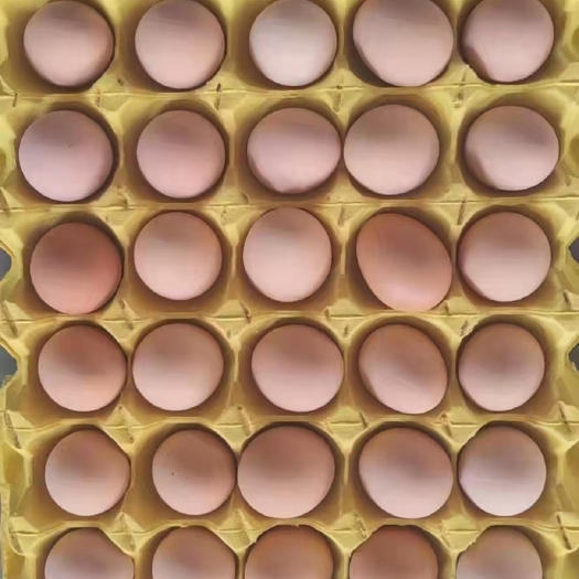 武汉养殖场直销精品粉土双色农五农二农一，当天蛋