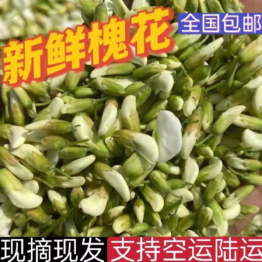 重庆市2024新鲜槐花大量上市，现货现发