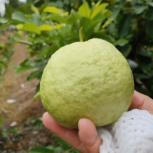广州增城区珍珠石榴 果园直接供货产地环境水土好 果质