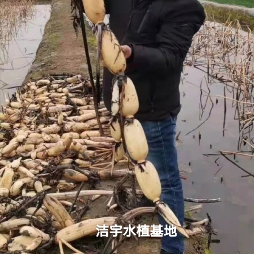 沭阳县南斯拉夫雪莲藕种  食用藕苗深水藕浅水藕粉藕苗白莲藕苗