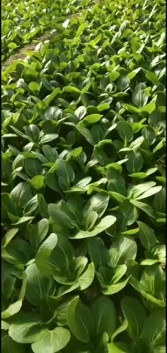大同上海青大量上市，有需要的老板联系我