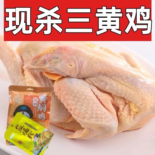 无锡三黄鸡童子鸡农家散养三黄鸡走地鸡鲜整鸡盐焗鸡白切鸡黄焖鸡