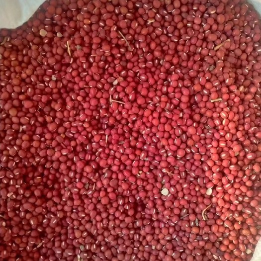 红小豆，珍珠红，