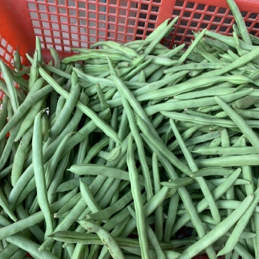 河源￼四季豆，玉豆，豆角