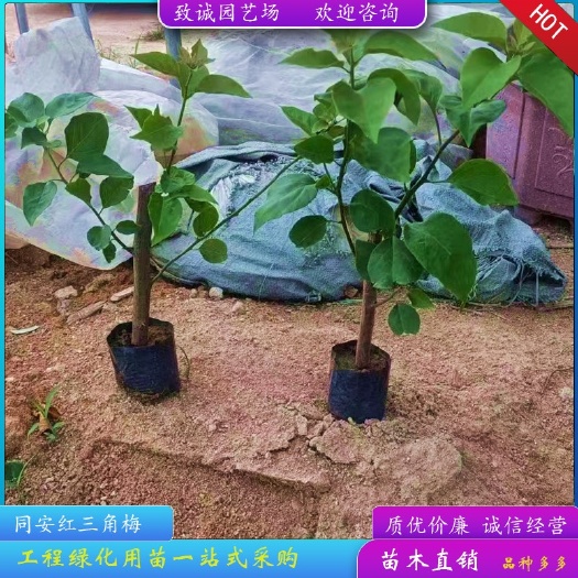漳浦县30公分同安红三角梅