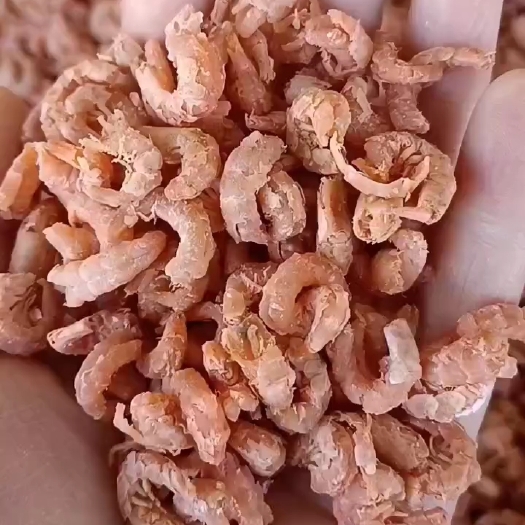滨州本地新出海米，个大肉厚，各种规格都有