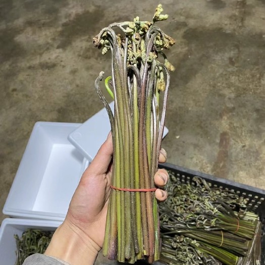 宜宾野生蕨菜 核心产区  琅基 蕨苔