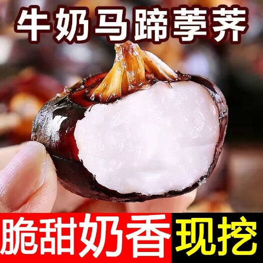清水马蹄荸荠水果新鲜蔬菜地梨地栗马蹄果包邮
