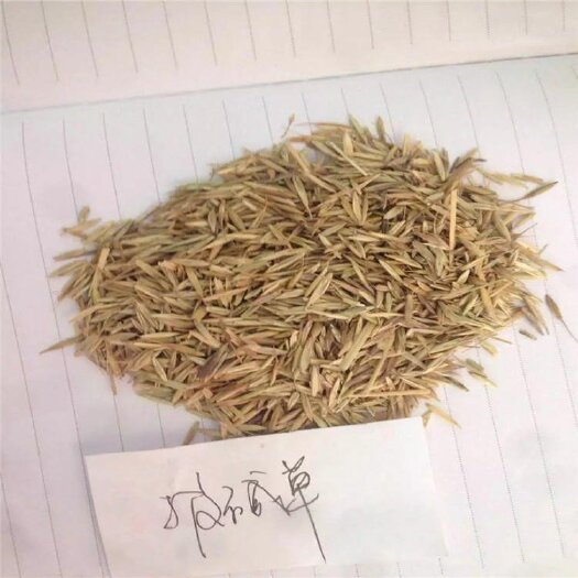 开原市披碱草种子辽宁多年生耐寒牧草