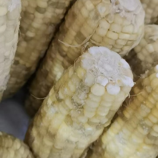 东北甜糯玉米 粘玉米 黄粘糯皮薄糯甜糯纯非转基因
