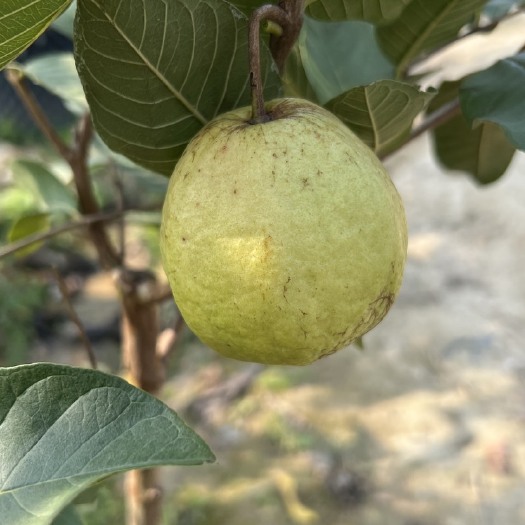 惠州增城胭脂红番石榴果树苗鸡屎果阳台庭院种植水果苗胭脂红种子种苗