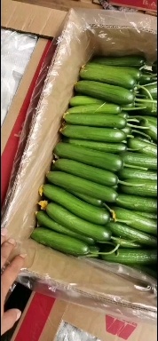 河南黄瓜，水果黄瓜，鲜花条直，视频看货，线上保障交易