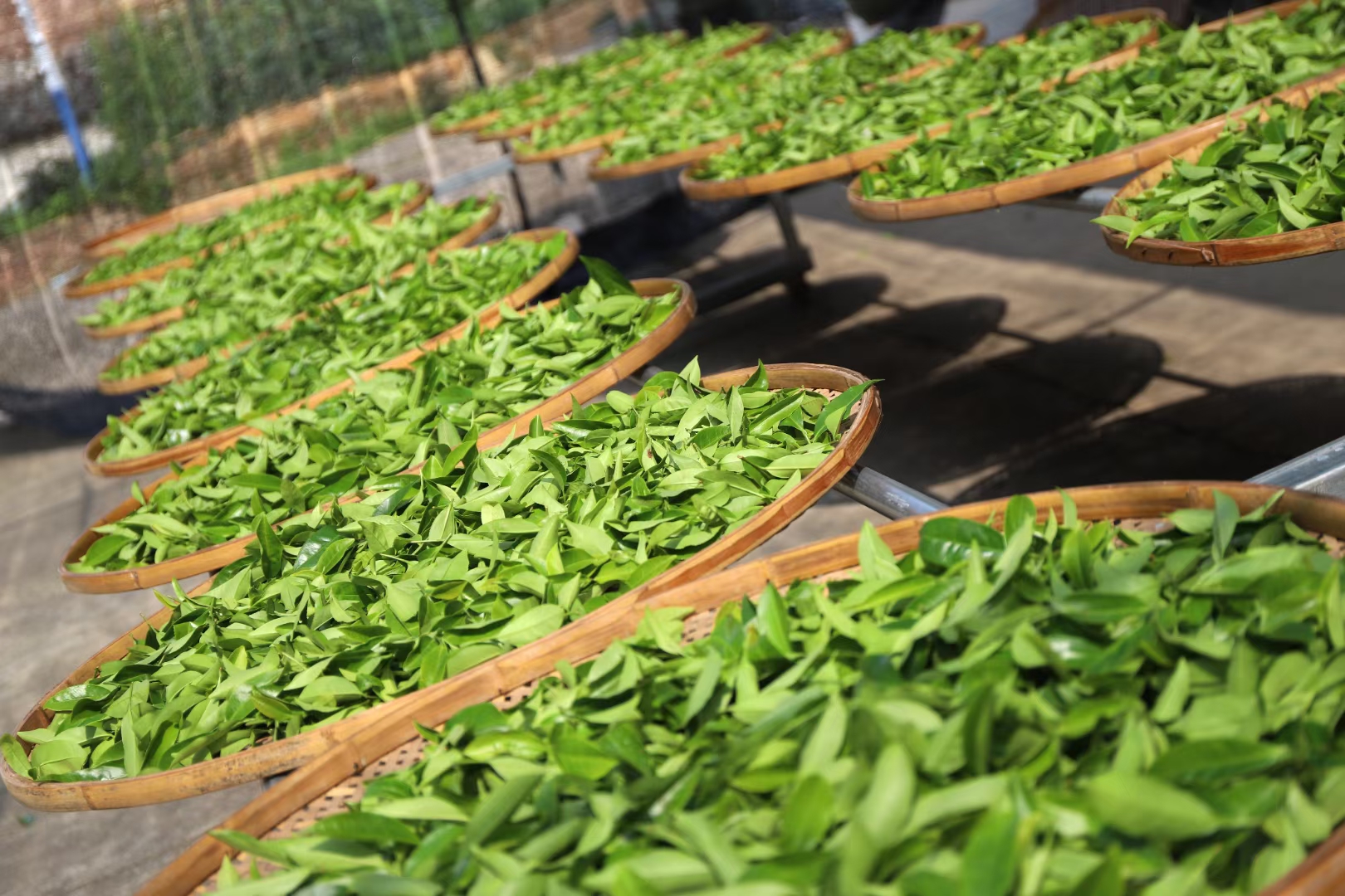 【茶农直销】漳平水仙茶漳平乌龙茶叶水仙兰花香浓香型