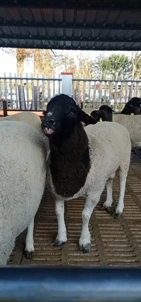 梁山县杜泊羊，黑头杜泊羊，种羊包邮，包技术，保护质量疫苗打完放心购