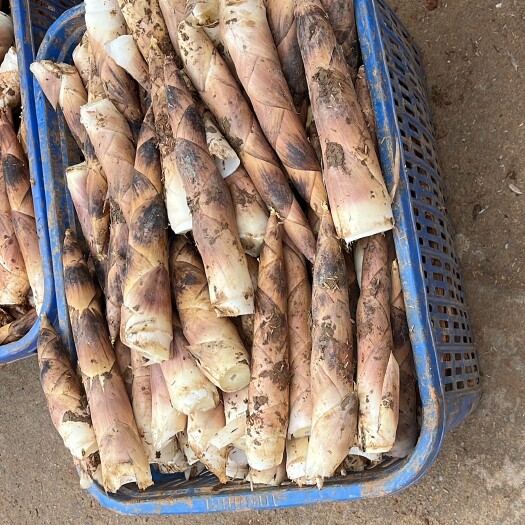 弋阳县鲜嫩美味红土雷笋可以批发零售
