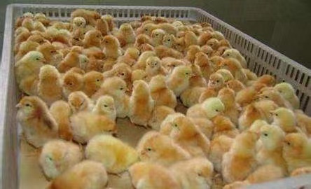 南宁肉鸡苗
