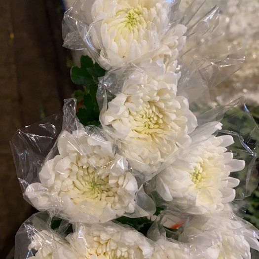 佛山广州白菊
