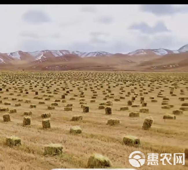 燕麦草框