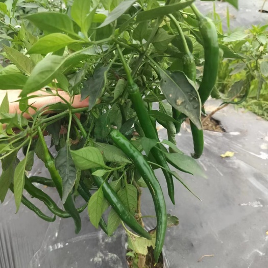 博白县广西8号线椒大量上市，有需要的老板联系我