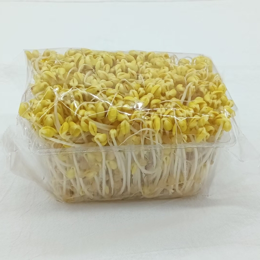 惠东县盒装黄豆芽