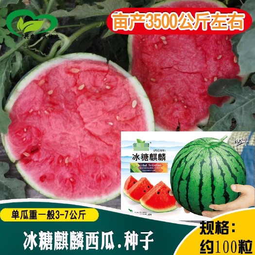 淮北冰糖麒麟西瓜种子