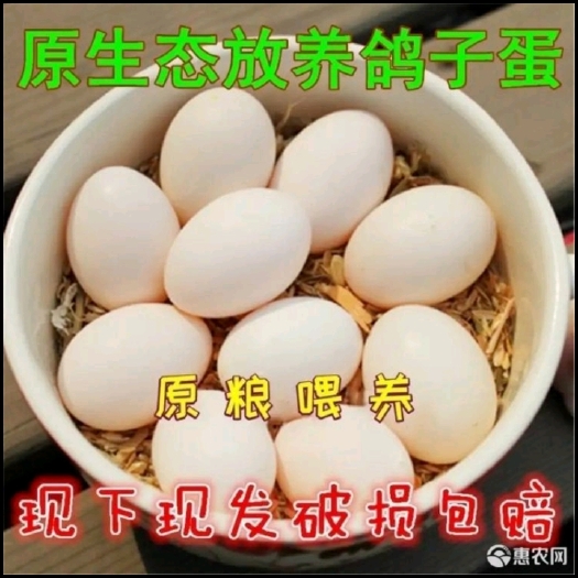 深泽县 鸽子蛋新鲜鸽子蛋支持批发零售一件代发