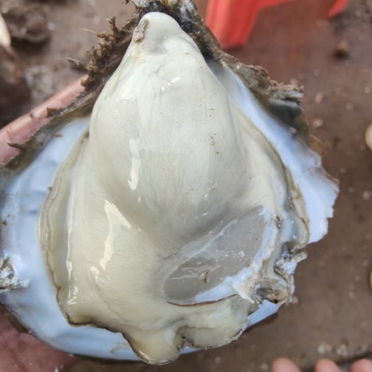 广东白蚝 一手货源 白菜价 3两到1斤不等 统货