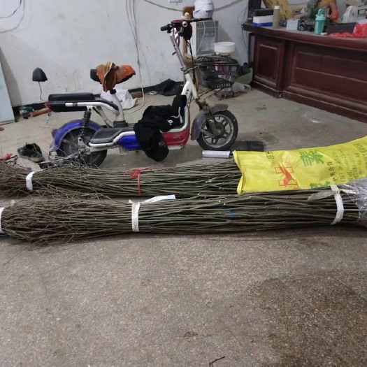 新沂市单株朴树，数量10万棵，1000颗起售，两块钱一颗，工程量大