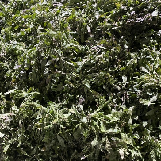 东台市荠菜